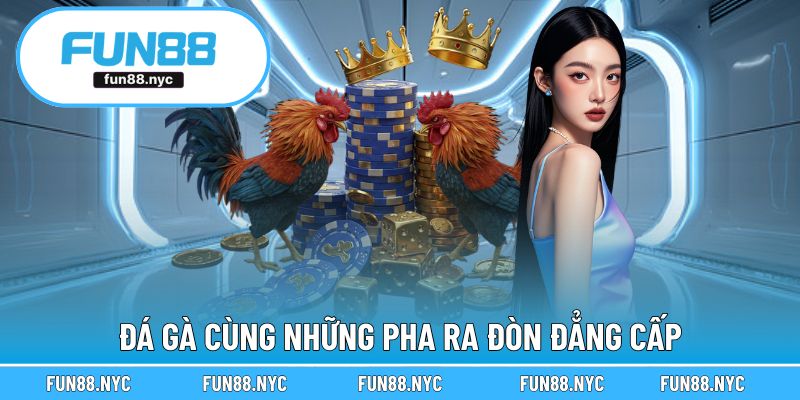 Đấu kê kịch tính qua màn ảnh nhỏ