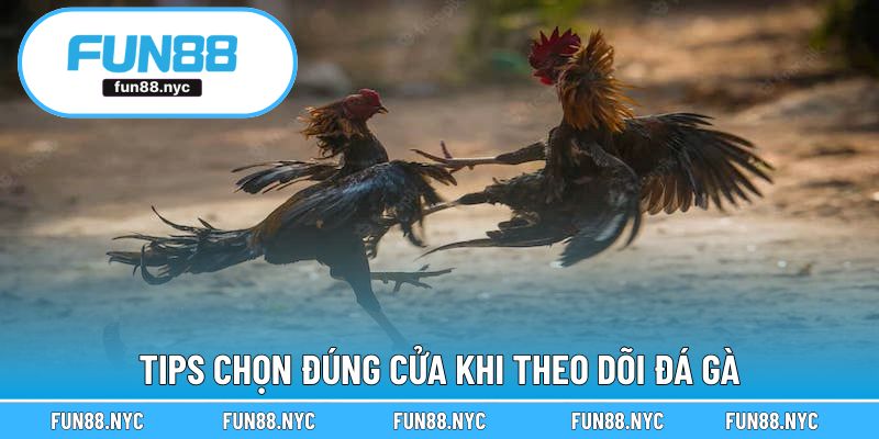 Tips chọn đúng cửa khi theo dõi đá gà